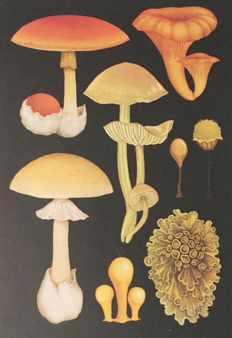 1022 // Fungi